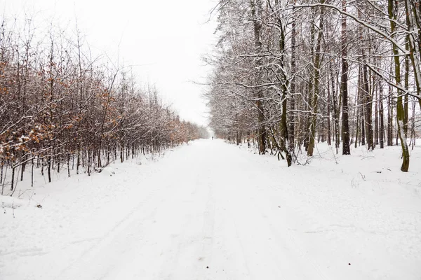 Camino del callejón de nieve en el bosque de invierno . — Foto de Stock