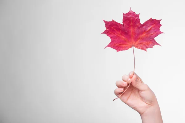 Cura della pelle. Mano con foglia d'acero come simbolo pelle capillare secca rossa. — Foto Stock