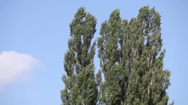 Bomen in de wind — Stockvideo
