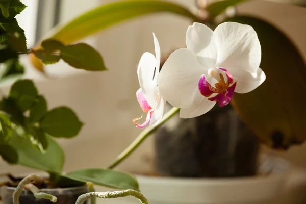 Phalaenopsis. White orchid flower indoor. — Stock Photo, Image