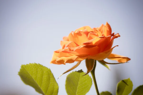 De natuur. Oranje roos bloem voor achtergrond — Stockfoto