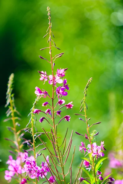 Closeup Λιβάδι ιώδη λουλούδια. αγριολούλουδα στο δάσος — Φωτογραφία Αρχείου