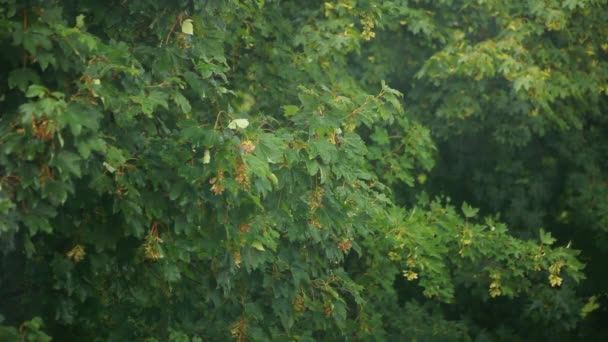 Maple branch swaying in wind — Stock Video