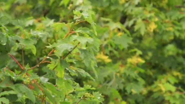 Maple branch swaying in wind — Stock Video