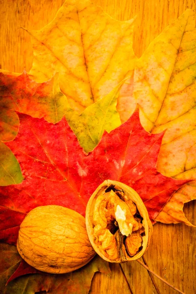 Orzech na kolorowych liści jesienią. — Zdjęcie stockowe