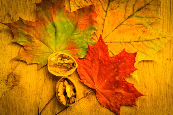 Walnuss auf bunten Herbstblättern. — Stockfoto