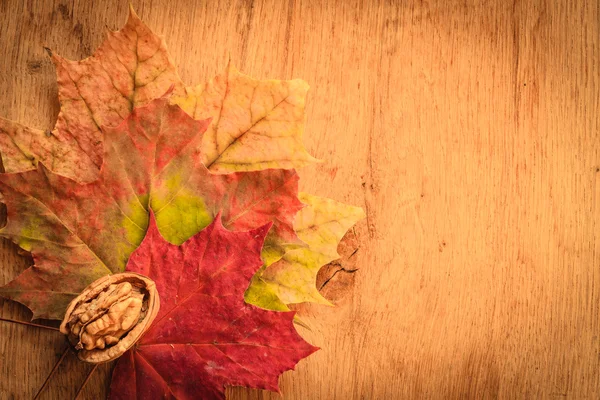 Noce su foglie autunnali colorate . — Foto Stock