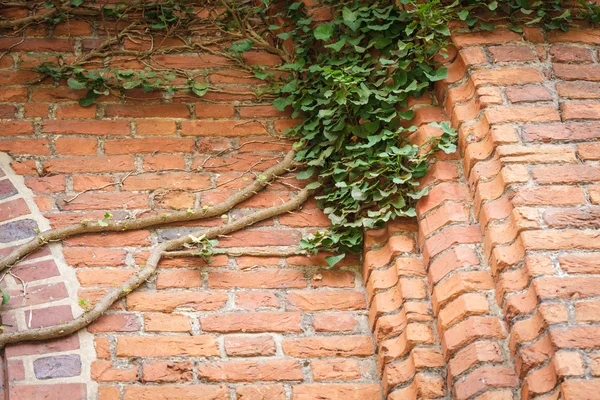 Pared de ladrillo rojo y hojas de hiedra plantas verdes —  Fotos de Stock