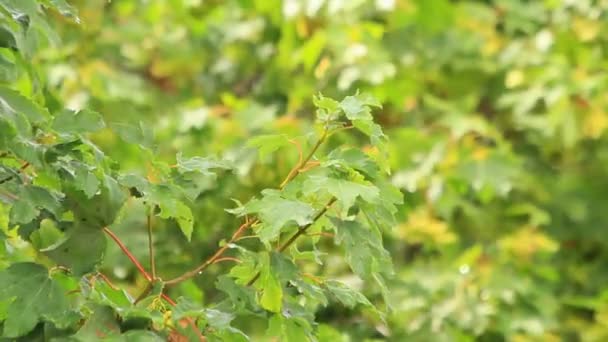 Maple branch swaying in wind — Stock Video