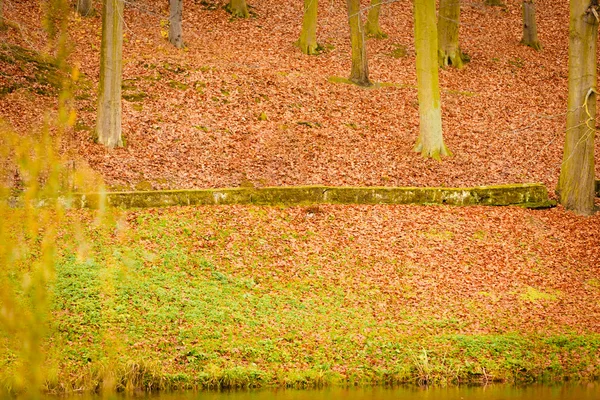 Automne décors d'automne. Feuilles brunes dans le parc municipal . — Photo