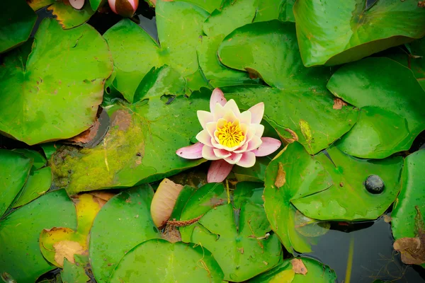 Water lily in pond — Stock Photo, Image