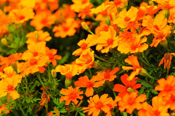 Orange blommor i trädgården — Stockfoto