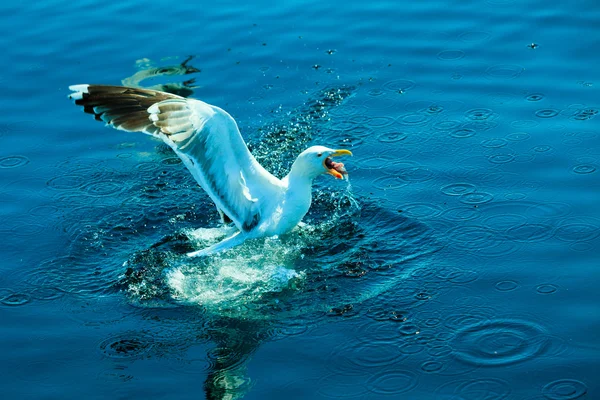 Atterrissage de la mouette dans l'eau . — Photo