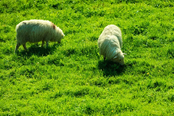 Sheeps on beautiful mountain meadow — 스톡 사진