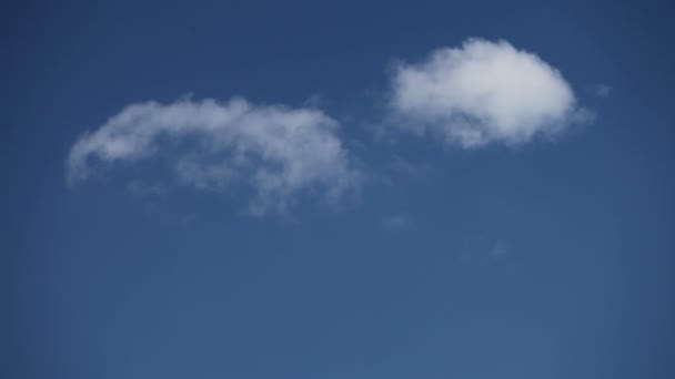 在蓝蓝的天空中的鸟 — 图库视频影像
