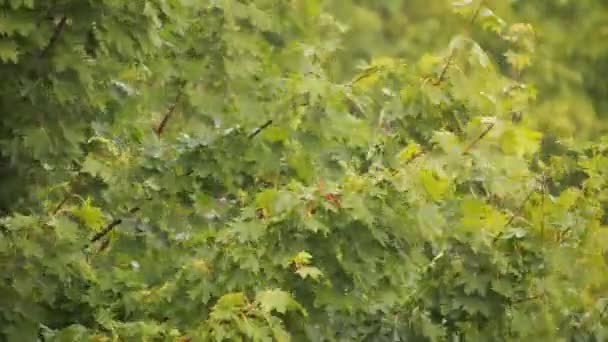 Кленовая ветвь колеблется на ветру — стоковое видео