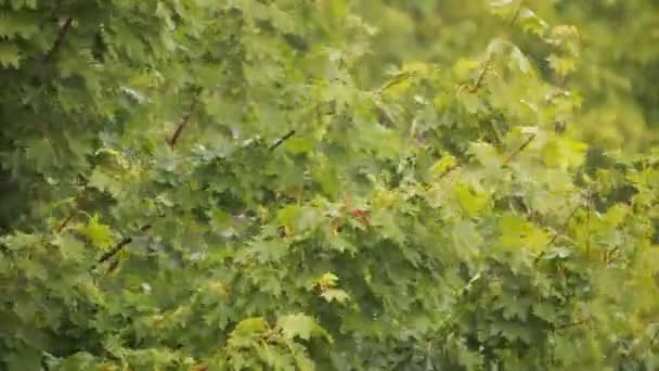 Rama de arce balanceándose en viento — Vídeo de stock