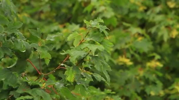 Maple branch swaying in wind — Stock Video