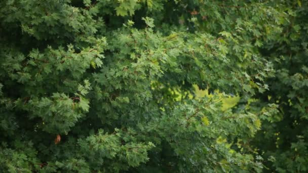 在风中摇曳的槭树科 — 图库视频影像