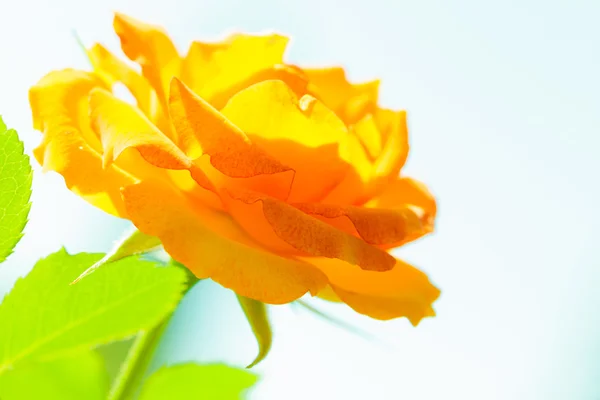 Fiore di rosa arancione — Foto Stock