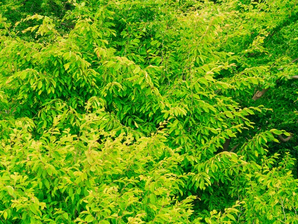 Nahaufnahme von grünen Blättern Baum im Freien. Hintergrund Natur. — Stockfoto