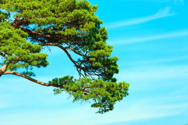 Çam ağacı dalları — Stok fotoğraf