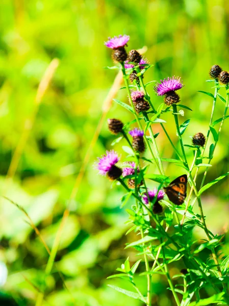 Butterfly in meadow violet flowers — Stock Photo, Image