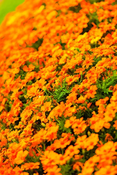 Orange flowers in the garden — Stock Photo, Image