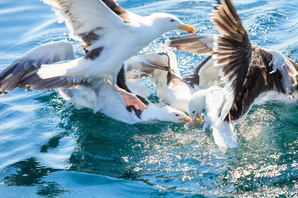 Seagull birds fishing in  sea — Stock Photo, Image