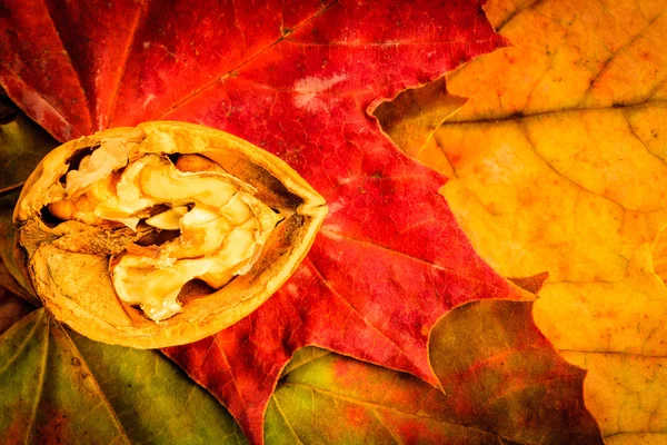 Walnut on colorful autumn leaves — Stock Photo, Image