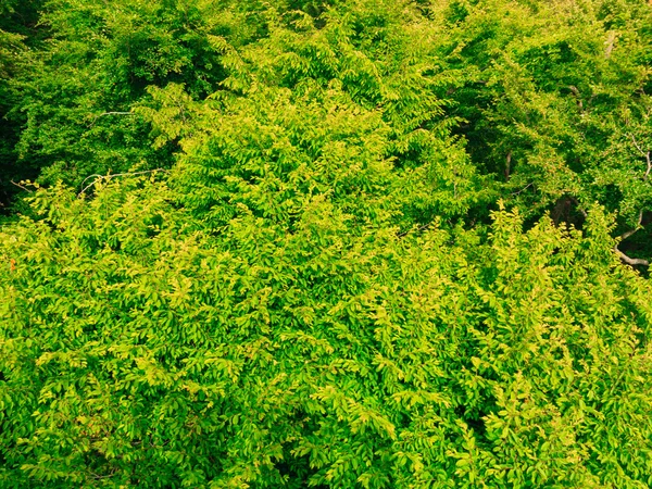 Açık yeşil yaprakları ağaç — Stok fotoğraf