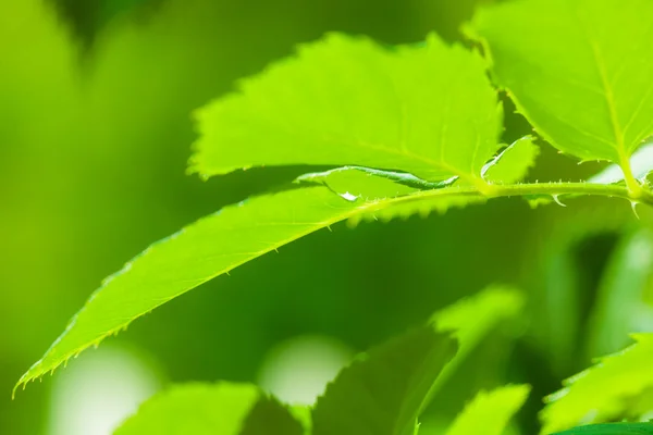 Hojas verdes frescas de rosa —  Fotos de Stock