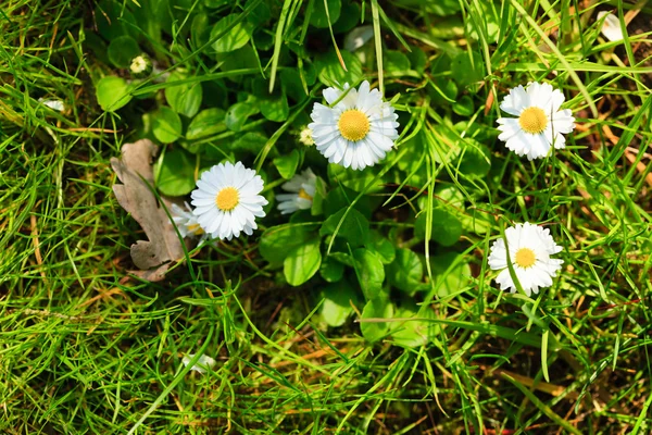 Daisies flowers in grass. — Stock Photo, Image