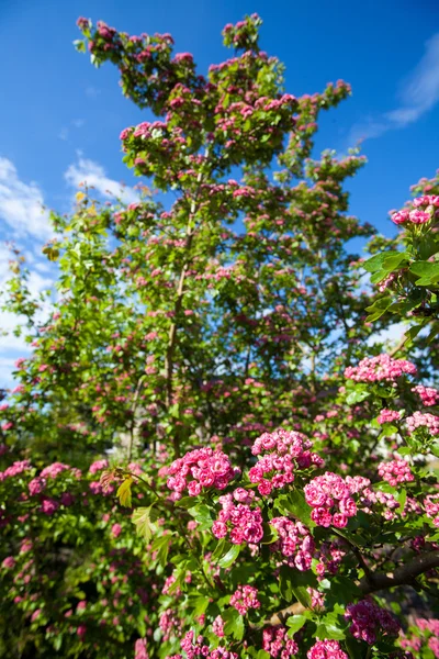 Bloosoming flowers of hawthorn tree — Stock Photo, Image