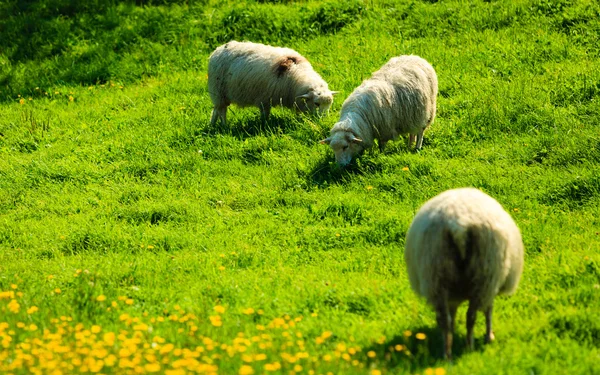 Овцы на красивом горном лугу — стоковое фото