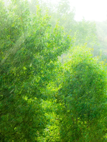 Verão chuvoso fora da janela — Fotografia de Stock