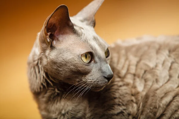 Gato mau egipcio — Foto de Stock