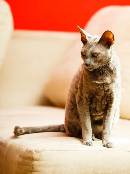 Egyptian mau cat — Stock Photo, Image