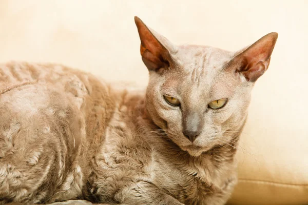 Мау Кошка Фото Мау Кошка Фото