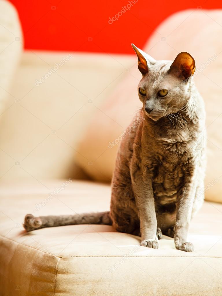 Egyptian mau cat — Stock Photo © Voyagerix #54711239