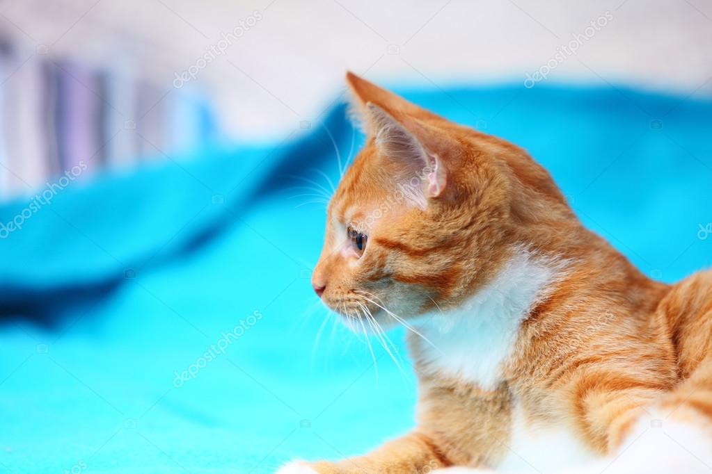 Cute little cat on bed Stock Photo by ©Voyagerix 54851649