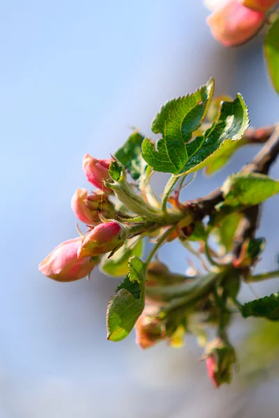 Pink blossoms on apple tree — Stock Photo, Image
