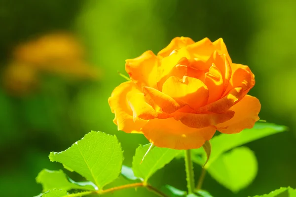 Fiore di rosa arancione — Foto Stock