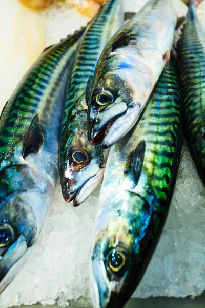 Fishes at fish market — Stock Photo, Image