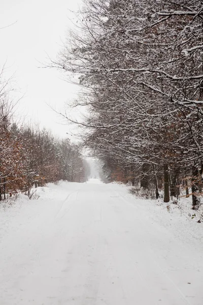 Callejón de nieve en bosque de invierno. — Foto de Stock