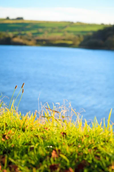 Bellissimo prato verde al fiume — Foto Stock