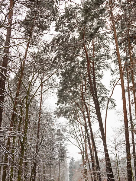 Árboles forestales cubiertos de nieve — Foto de Stock