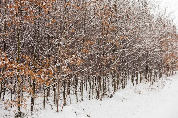 Árboles forestales cubiertos de nieve — Foto de Stock