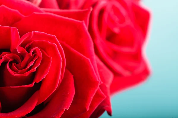 Blossoming red roses flowers — Stock Photo, Image