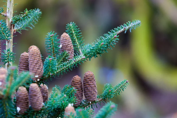 Koniler ile yeşil dikenli dalları — Stok fotoğraf
